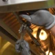 Técnico de calderas revisando una avería de calderas vaillant problemas en una instalación doméstica