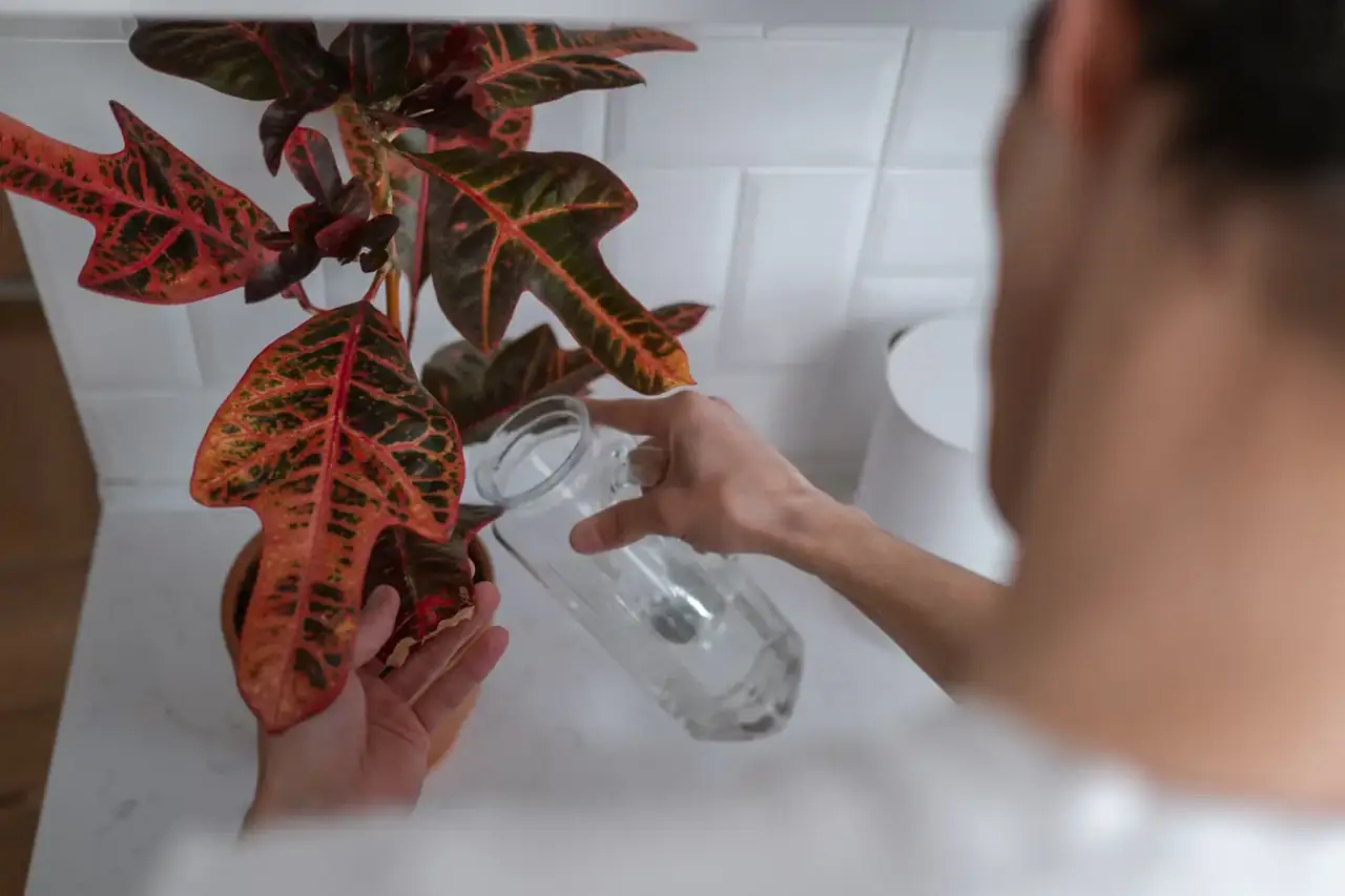 Persona vertiendo agua de condensado del aire acondicionado a una regadera para regar macetas de interior. Es buena el agua del aire acondicionado para las plantas — imagen ilustrativa del artículo.